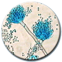 microscopic view of mold cells
