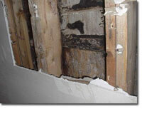 photograph of mold growing behind drywall in a house